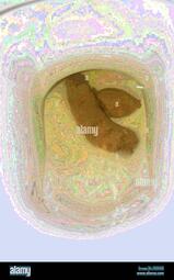 thumbnail of cLKI1wESTLB8gx.jpg