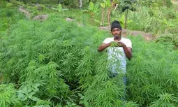 thumbnail of Lesotho-becomes-first-African-country-to-legalize-Marijuana.webp
