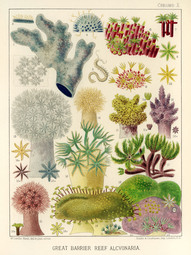 thumbnail of Great-Brrier-Reef-Alcyonaria.jpg