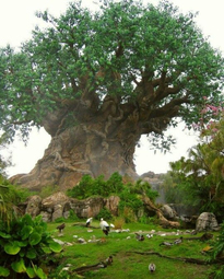 thumbnail of Beautiful-Tree-of-Life-Baobab.jpg