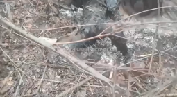 thumbnail of Украинский беспилотник типа Баба Яга сбросил снаряд на российскую Буханку Водитель и пассажир сгорели заживо.MP4