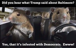 thumbnail of baltimore-rats.jpg