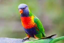 thumbnail of Rainbow-Lorikeet.jpg