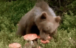 thumbnail of mushroom-bear.gif