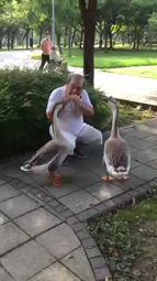 thumbnail of geese-harmonica.webm