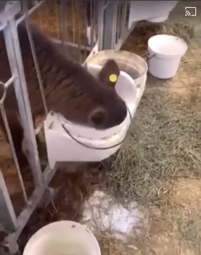 thumbnail of Cow drinking milk from bucket [_q72DjTCYyI].webm