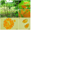 thumbnail of Symptoms-and-morphology-of-coffee-leaf-rust-Hemileia-vastatrix-A-Defoliation-in-a.png