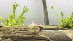 thumbnail of shrimp molt.mp4