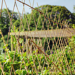 thumbnail of Plant-Support-Bamboo-Canes.jpg