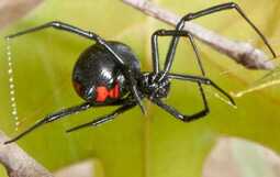thumbnail of d1314a_lets_talk_about_black_widow_spider_control_8e4f3c76b5.jpg