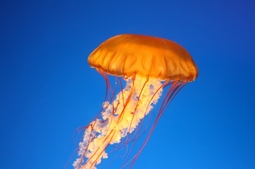 thumbnail of jellyfish.jpg