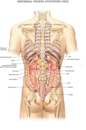 thumbnail of abdominal-organ-anatomy-tag-diagram-of-female-abdomen-organs-human-anatomy-diagram.jpg