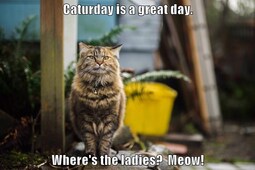 thumbnail of caturday-is-a-great-day-wheres-the-ladies-meow.jpg