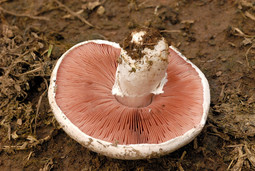 thumbnail of Agaricus.campestris2-from-wikip.jpg