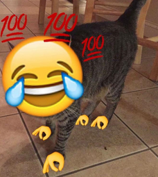 thumbnail of 100 PERCENT SMILEY CAT.png