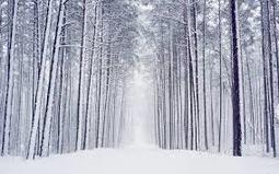thumbnail of winter trees.jpg