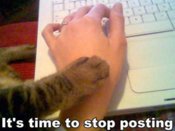 thumbnail of stop posting cat.png