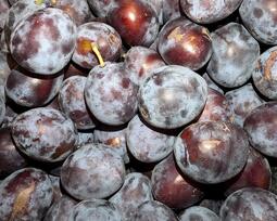 thumbnail of Plums.jpg