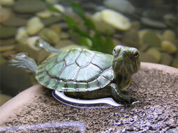 thumbnail of turtle.jpg