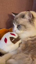 thumbnail of Cat licks Faputa plushie.webm