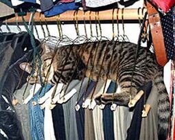 thumbnail of snooze hanger cat.jpg