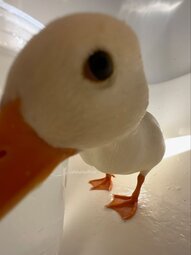 thumbnail of ducklook.jpeg