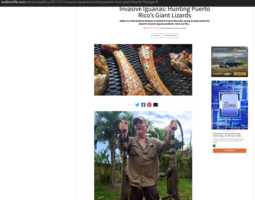 thumbnail of https   www.outdoorlife.com photos gallery 2015 07 invasive-iguanas-hunting-puerto-ricos-giant-lizards  image=0.png