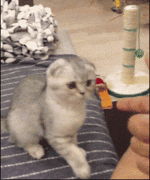 thumbnail of Mr Bigglesworth.gif