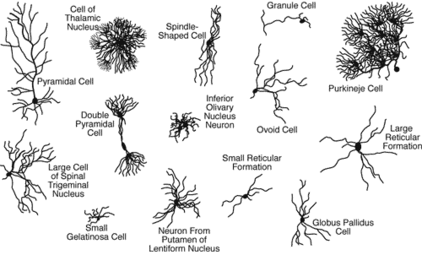 thumbnail of neuron_types.gif