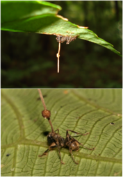 thumbnail of 800px-Ophiocordyceps_unilateralis.png