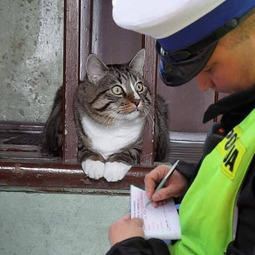 thumbnail of cat-police.jpg