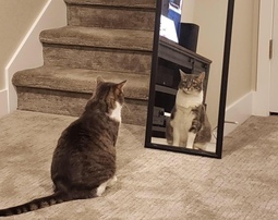thumbnail of cat-mirror.jpg