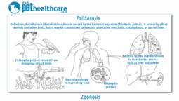 thumbnail of Psittacosis.png
