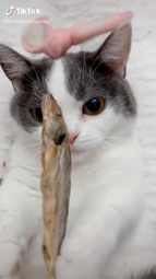 thumbnail of котик ест рыбу.mp4