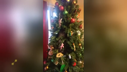 thumbnail of The Best Christmas Tree Fails!.mp4