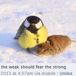 thumbnail of The weak should fear the strong.jpg