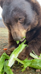 thumbnail of 7185645001198619946 New year resolution, eat more lettuce 🥬 #bear #sierra #outofafricapark #k18results .mp4
