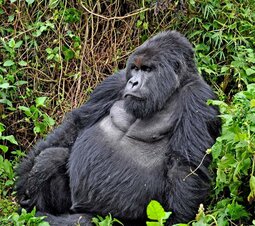 thumbnail of virunga-national-park.jpg