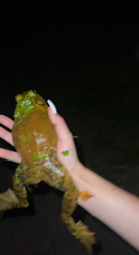thumbnail of 7113369028499868971 i wet my hands before picking frog up dont worry.mp4
