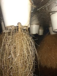 thumbnail of Aeroponic_roots_nepal.jpg