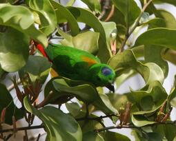 thumbnail of Blue-crowned_Hanging_Parrot.jpg