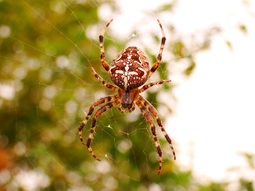 thumbnail of Araneus_diadematus_(Kakatu蜘蛛).jpg