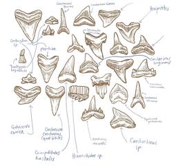 thumbnail of shark-teeth-guide.jpg