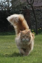 thumbnail of Cat-with-fluffy-tail-683x1024.jpg