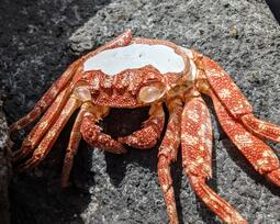 thumbnail of Crab carapace.jpg