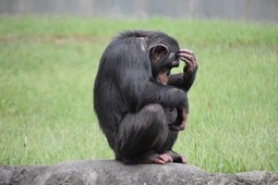 thumbnail of monkey-cognition-neurosicences-public.jpg