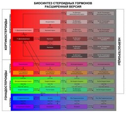 thumbnail of Стероидогенез-расширенная_версия.jpg