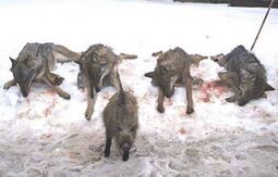 thumbnail of wolf-hunting-spain-14500_66feb663e087c374c5e49e8e.jpg