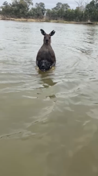 thumbnail of Man Rescues Dog From Being Drowned by Kangaroo __ ViralHog.mp4