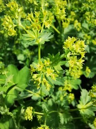 thumbnail of Alchemilla vulgaris.jpg